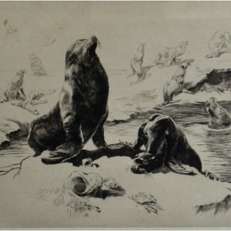 Sea Lions after Brightwell
