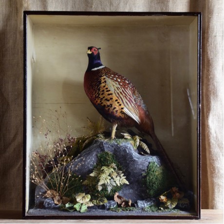Taxidermy: Pheasant