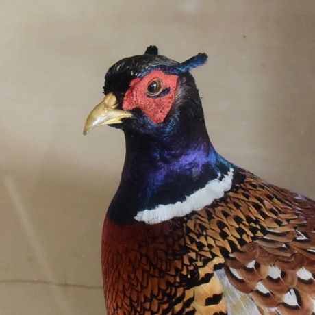 Taxidermy: Pheasant