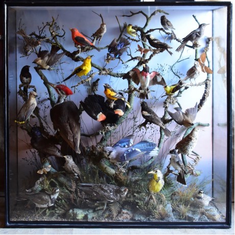 Taxidermy: American Birds by Henry Ward