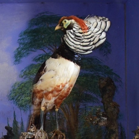 Taxidermy: Golden Pheasants