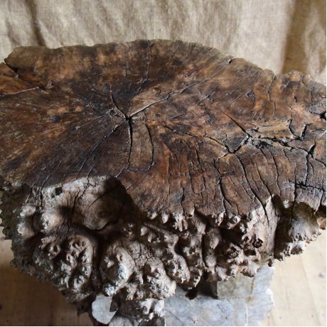Rustic Burr Elm Grotto Table