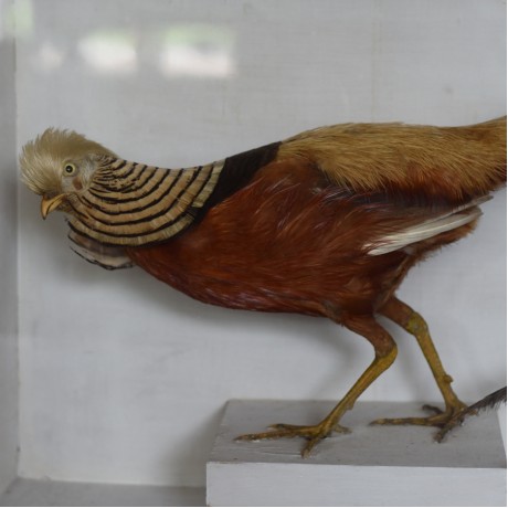 Taxidermy: A Pair of Golden Pheasants