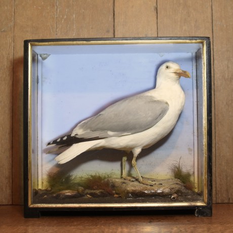 Taxidermy: Victorian Gull by Hutchings