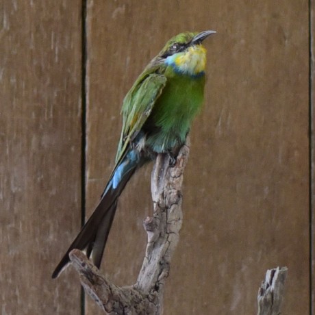 Taxidermy: Case of Bee-Eaters