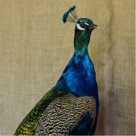 Taxidermy: Peacock