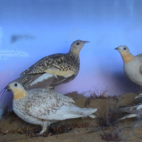 Sandgrouse by Leadbeater and Son