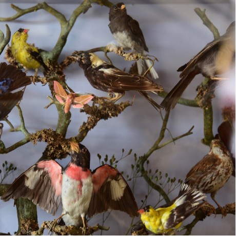 Taxidermy: American Birds by Henry Ward