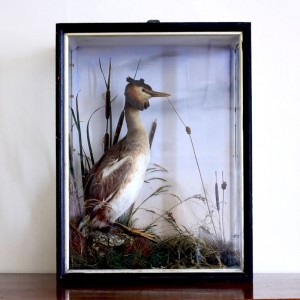 Taxidermy: Great Crested Grebe