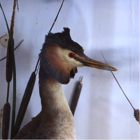 Taxidermy: Great Crested Grebe