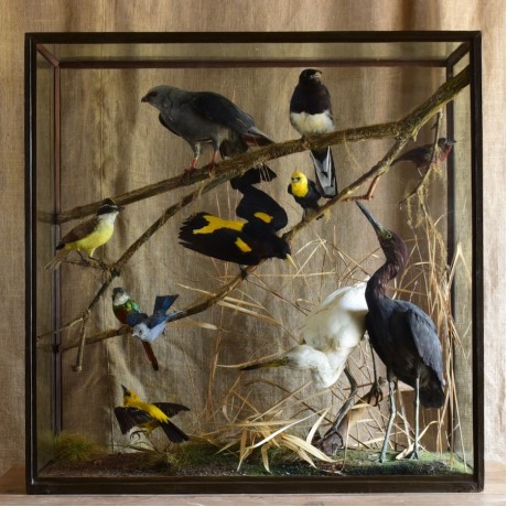 South American Birds by Rowland Ward