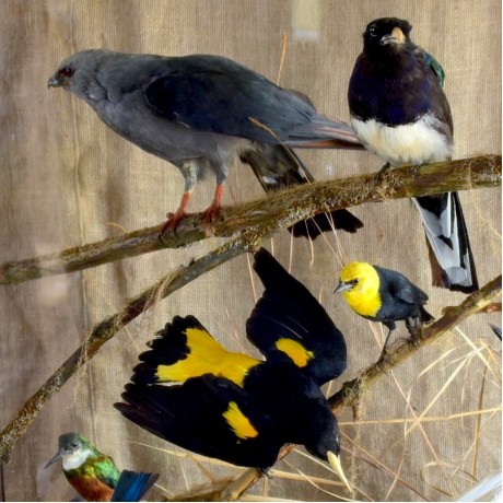South American Birds by Rowland Ward