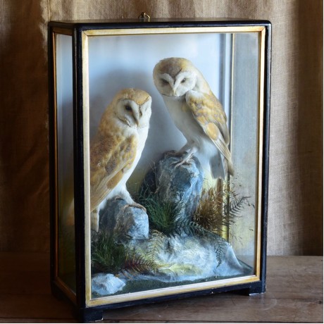 Taxidermy: Barn Owls by Hutchings