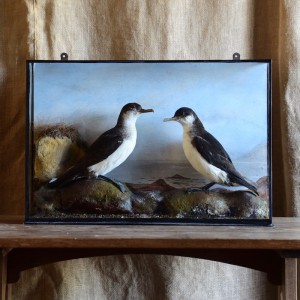 Taxidermy: A pair of Manx Shearwaters.