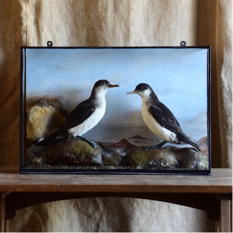 Taxidermy: A pair of Manx Shearwaters.