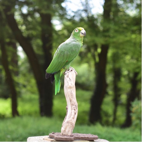 Taxidermy: Amazon Parrot