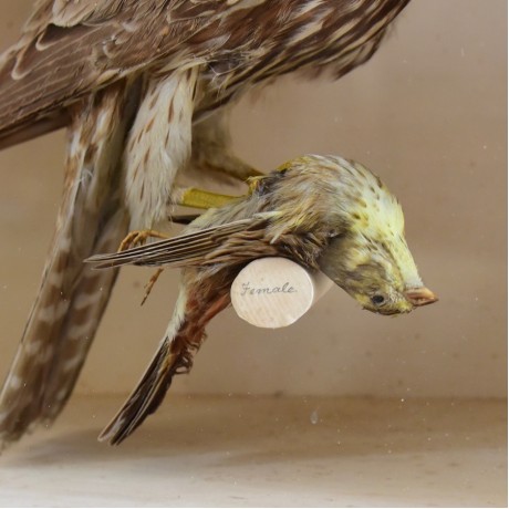 Sparrow hawks by Cullingford
