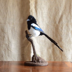 Taxidermy: Magpie