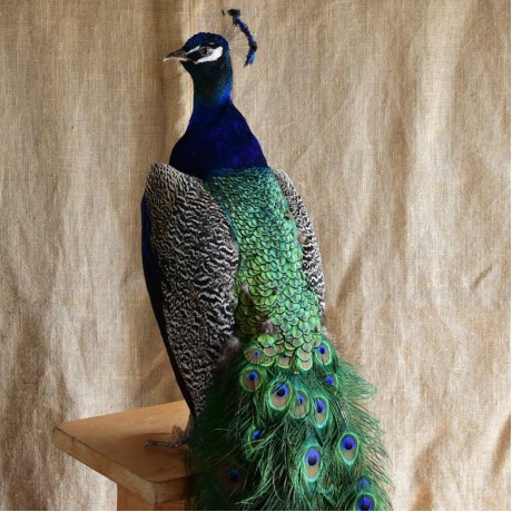 Peacock on Arts and Crafts Stand