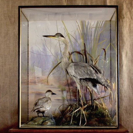 Taxidermy: Heron and Pochard by Spicer