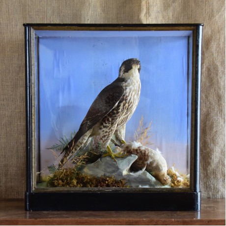 Peregrine Falcon by Shaw