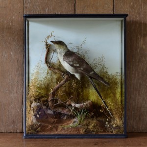 Taxidermy: Great Spotted Cuckoo