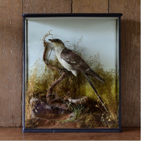 Taxidermy: Great Spotted Cuckoo