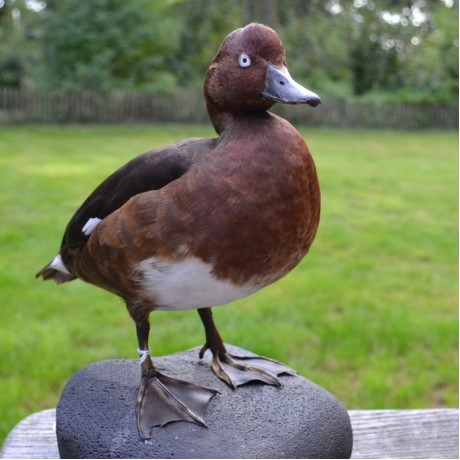 A Stuffed Ferruginous Duck