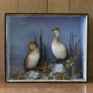 Taxidermy Little Grebes
