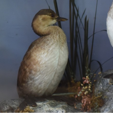Taxidermy Little Grebes