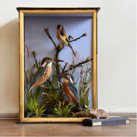 Taxidermy: Kingfishers and a Goldfinch