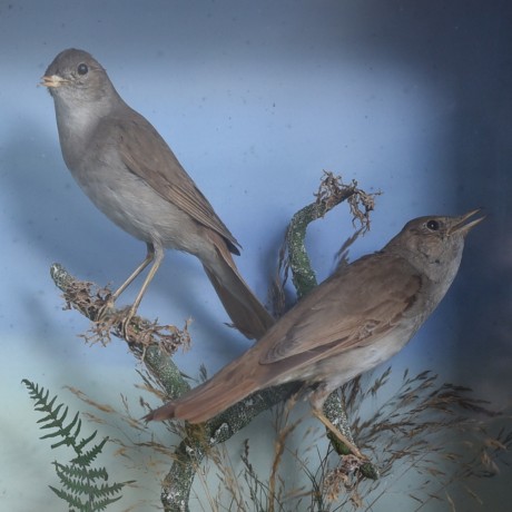 Taxidermy: Pair of Nightingales