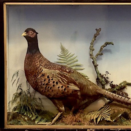 Taxidermy: Cock Pheasant by Jefferies