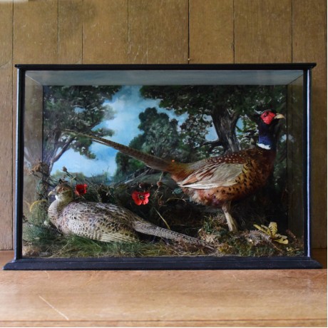Taxidermy: Edwardian Pheasants