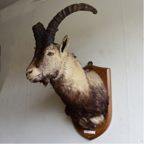 Taxidermy: Spanish Ibex