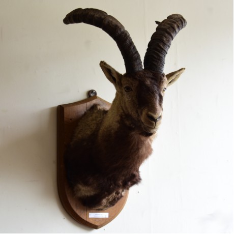 Taxidermy: Spanish Ibex