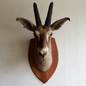 Taxidermy: Southern Roan Antelope