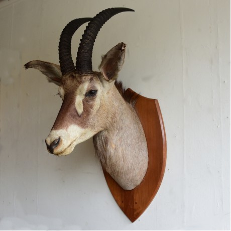 Taxidermy: Southern Roan Antelope