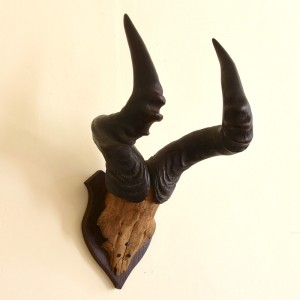 Taxidermy: Hartebeest Horns