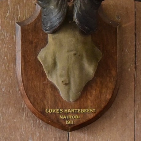 Taxidermy: Coke's Hartebeest on Shield. c.1900