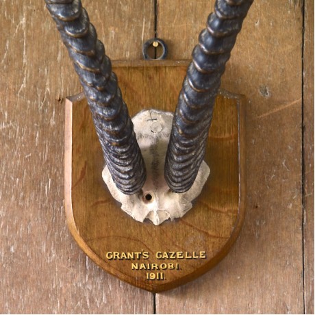 Taxidermy: Grant's Gazelle