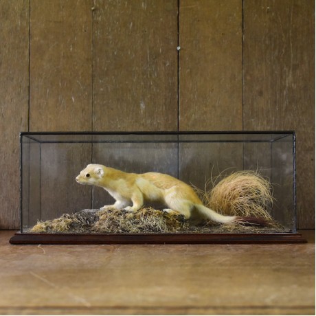 Taxidermy: Stoat