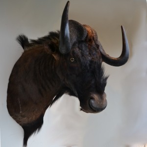 Taxidermy: White Tailed Gnu