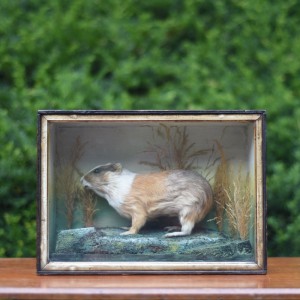 Taxidermy: Victorian Guinea Pig