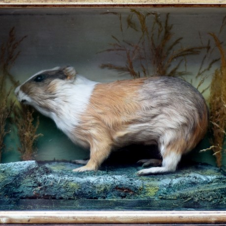 Taxidermy: Victorian Guinea Pig