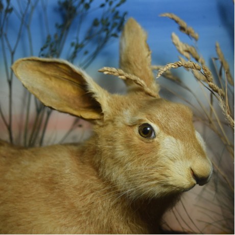 Taxidermy:Victorian Stuffed Hare
