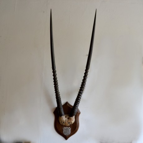 Oryx Horns by Rowland Ward