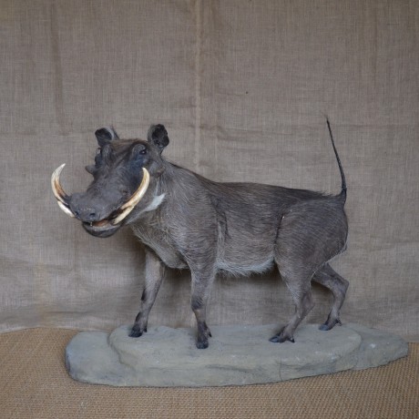 Taxidermy: A Warthog